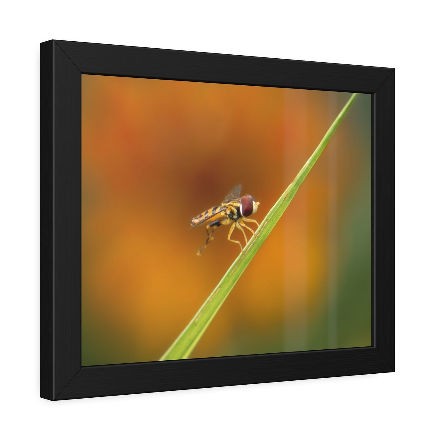 Flower Fly Super Macro Framed Print | Nature Photography
