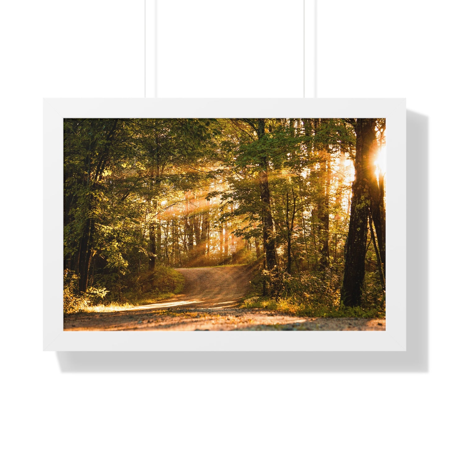 Sunbeams Streaming Onto Forest Path Framed Matte Print