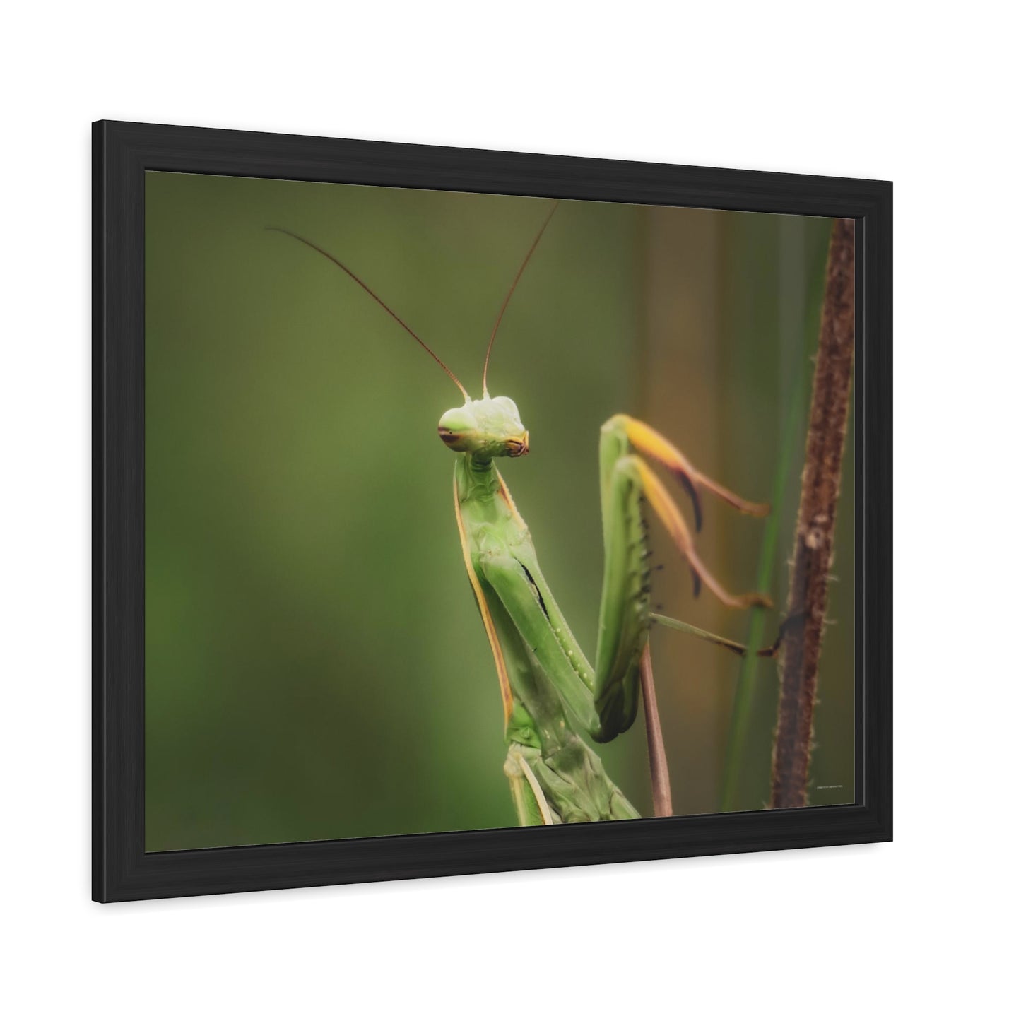 Majestic Mantis Framed Fine Art Photograph