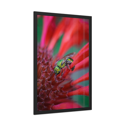 Beautiful Green Bee Framed Fine Art Photograph