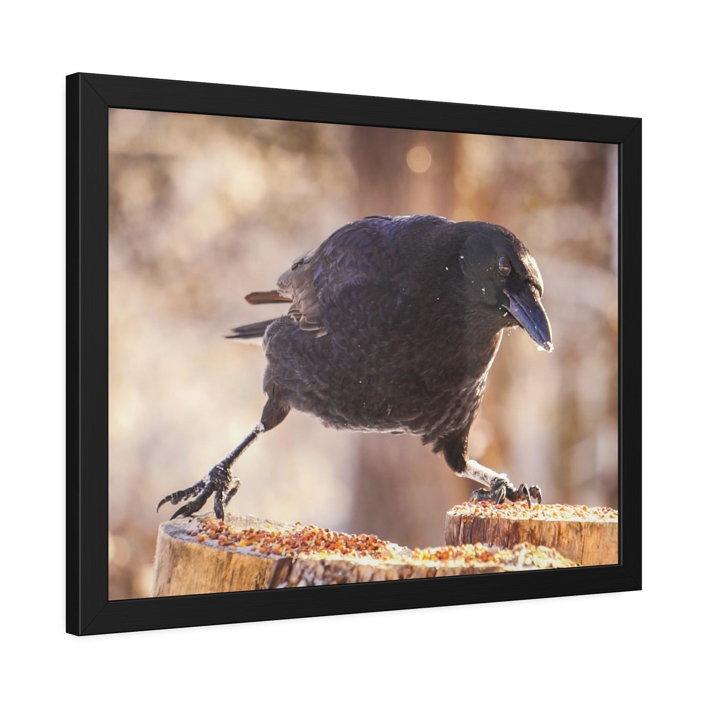 Crow Doing The Splits Framed Print | Nature Photography
