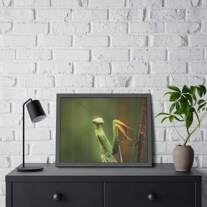 Majestic Mantis Framed Print | Nature Photography