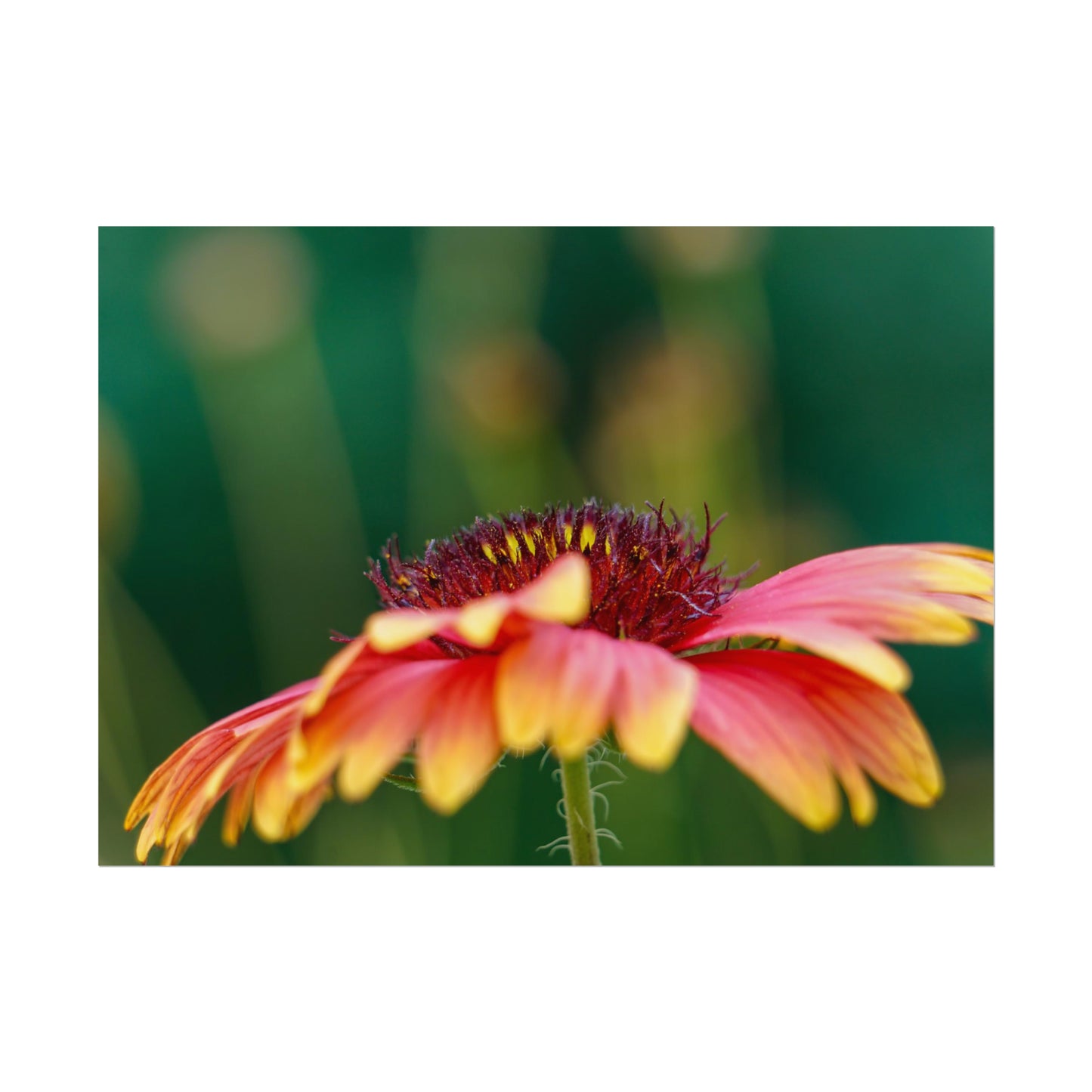 Fancy Macro Daisy Fine Art Print