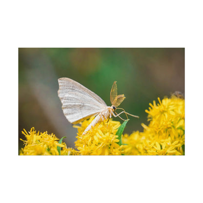 Curious Moth Fine Art Print