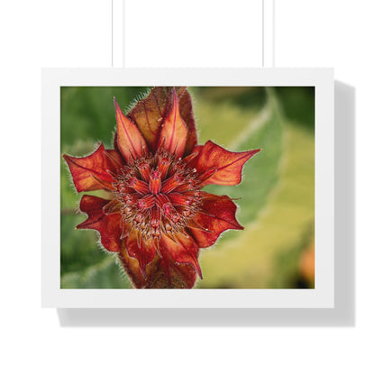 Fancy Red Bee Balm Flower Macro Framed Matte Print