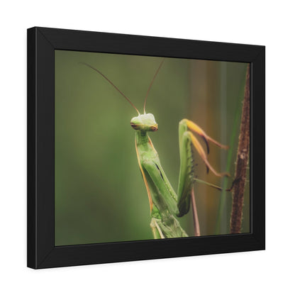 Majestic Mantis Framed Print | Nature Photography