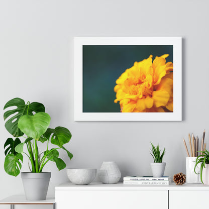 Macro Marigold Flower Framed Matte Print