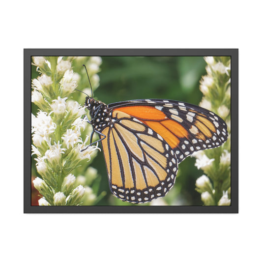 Monarch Butterfly in Garden Framed Print | Nature Photography