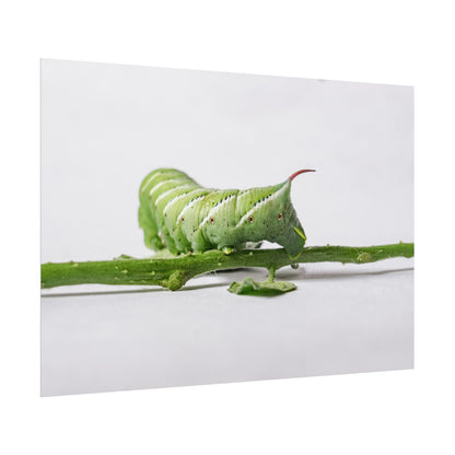 Tomato Hornworm Caterpillar Fine Art Print