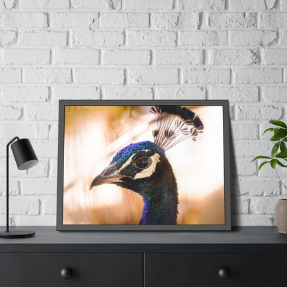 Peculiar Peacock Framed Print | Nature Photography