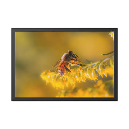 Golden Honey Bee Framed Fine Art Photograph