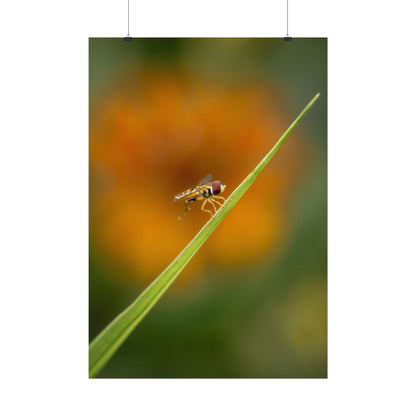 Flower Fly Poses with Orange Flowers Fine Art Print