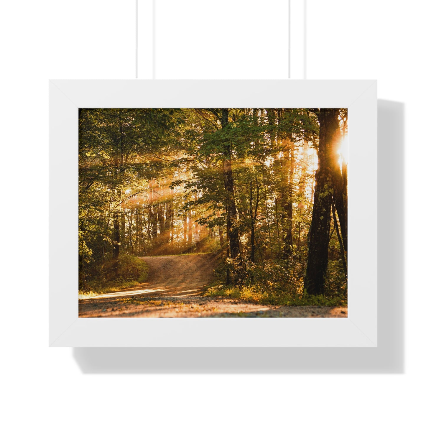 Sunbeams Streaming Onto Forest Path Framed Matte Print