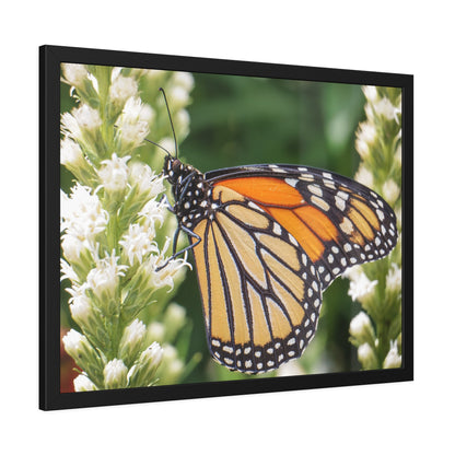Monarch Butterfly in Garden Framed Print | Nature Photography