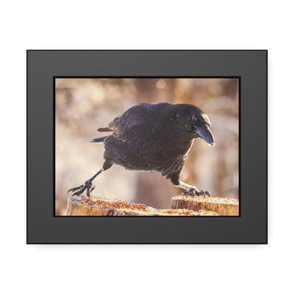 Crow Doing The Splits Framed Print | Nature Photography