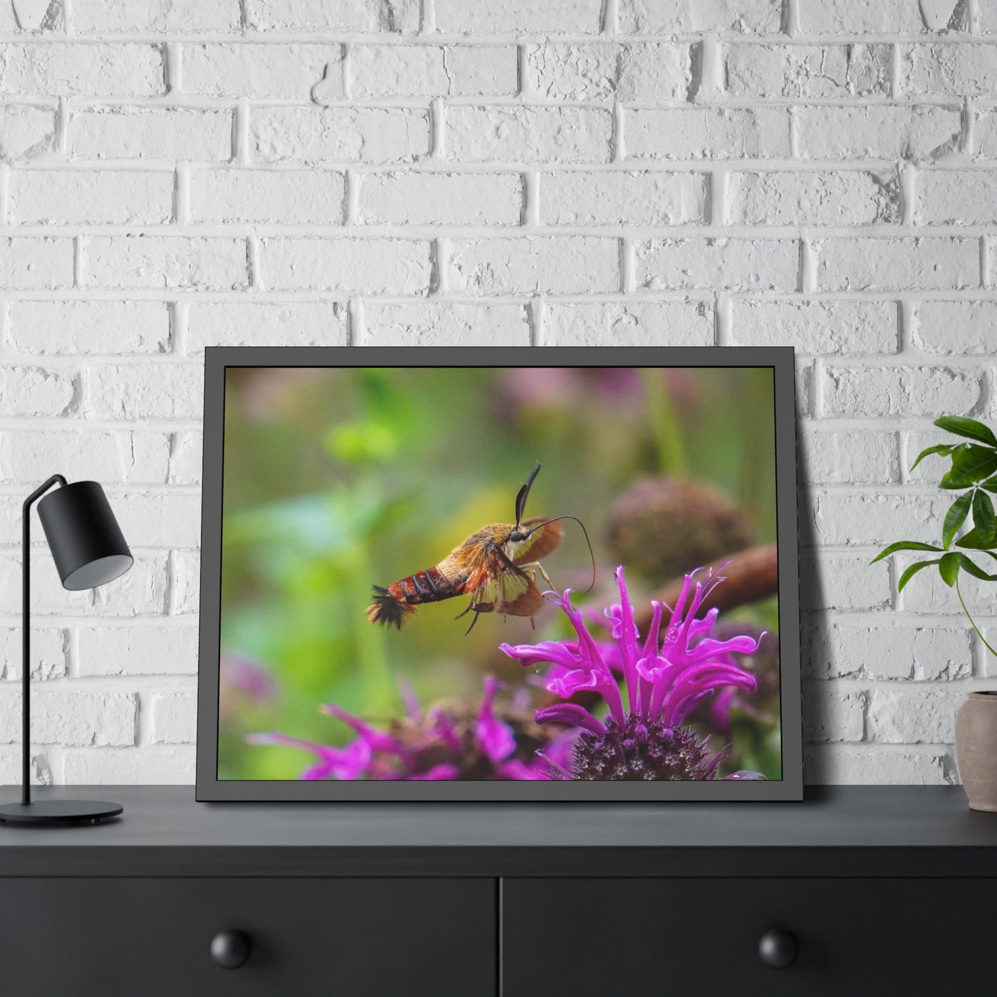 Hummingbird Moth In Flight Framed Print | Nature Photography