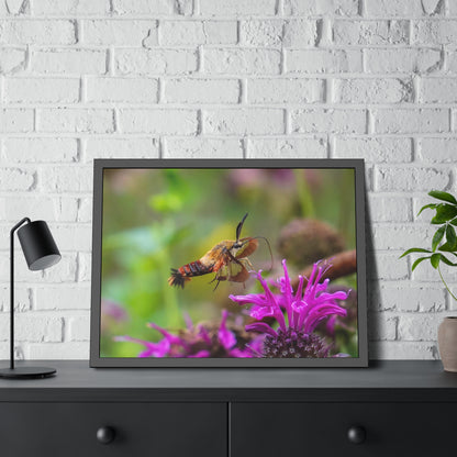 Hummingbird Moth In Flight Framed Print | Nature Photography