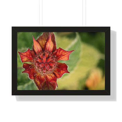 Fancy Red Bee Balm Flower Macro Framed Matte Print