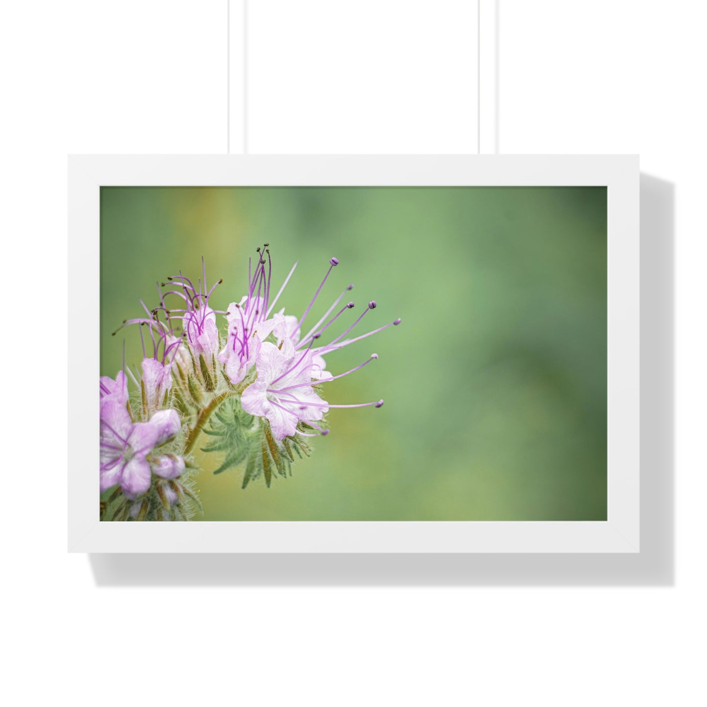 Macro Purple Wildflowers Framed Matte Print