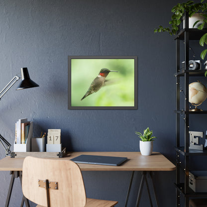 Hummingbird In-Flight Framed Print | Nature Photography