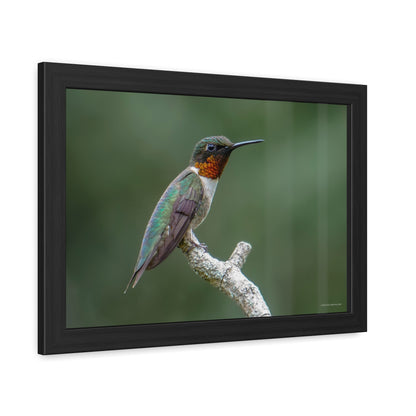 Ruby-Throated Hummingbird Framed Fine Art Photograph