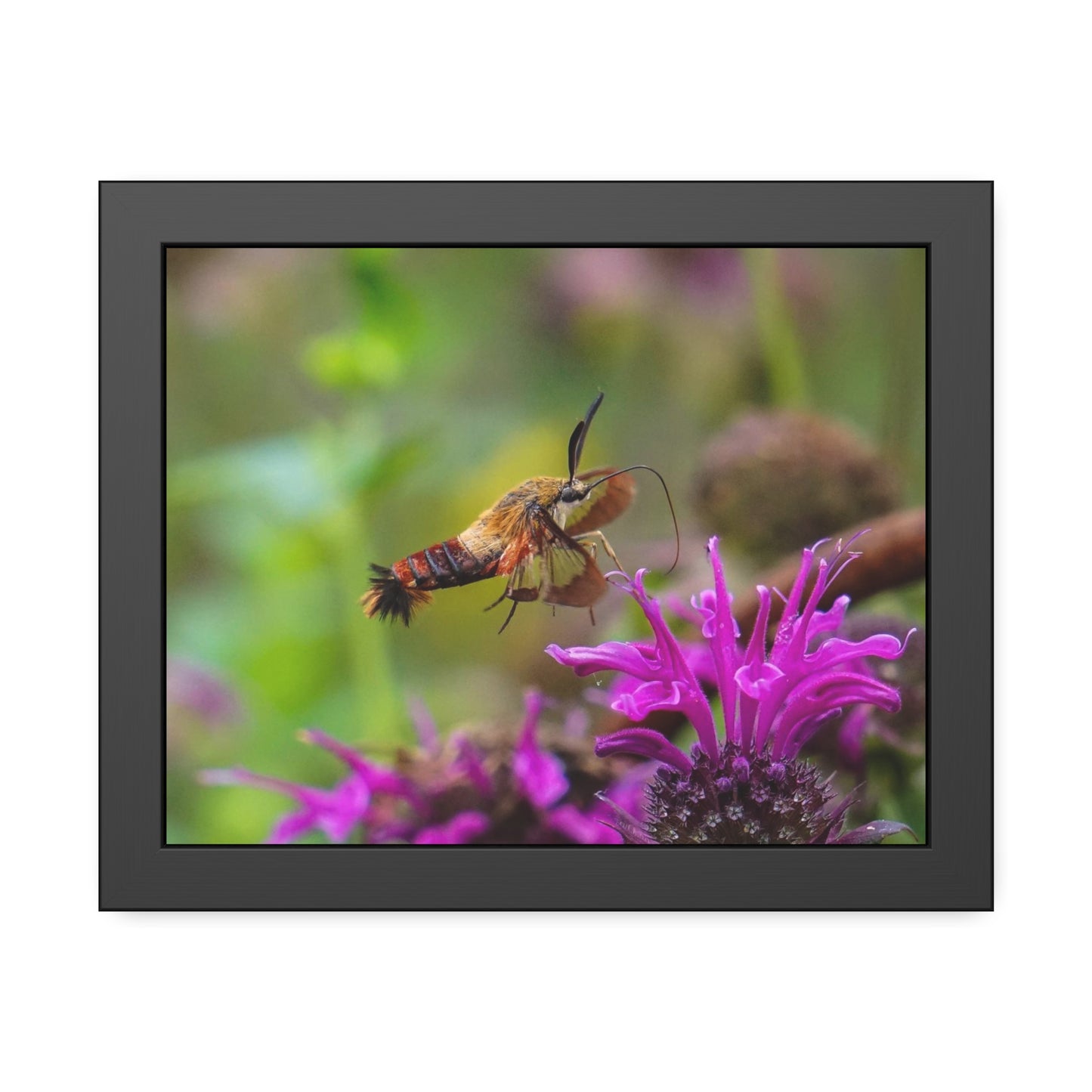 Hummingbird Moth In Flight Framed Print | Nature Photography