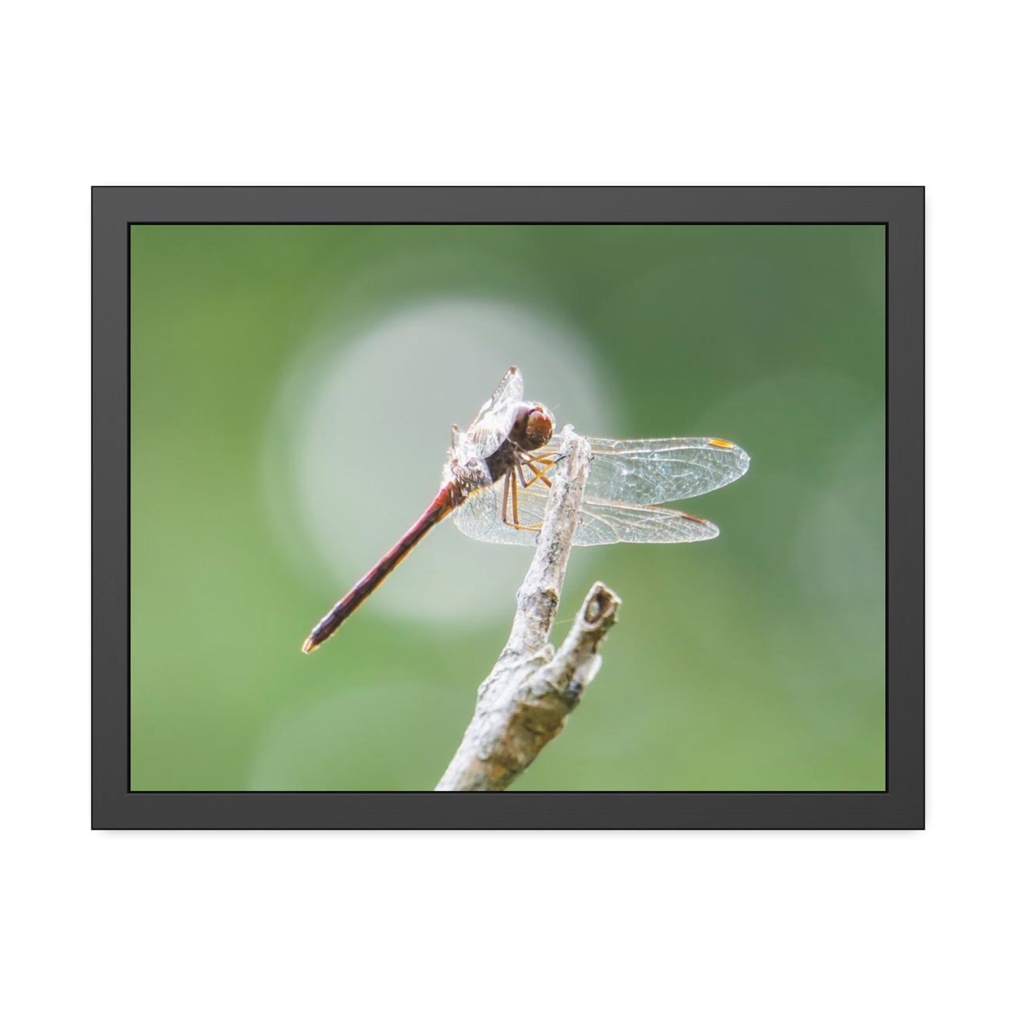 Dramatic Dragonfly Framed Print | Nature Photography
