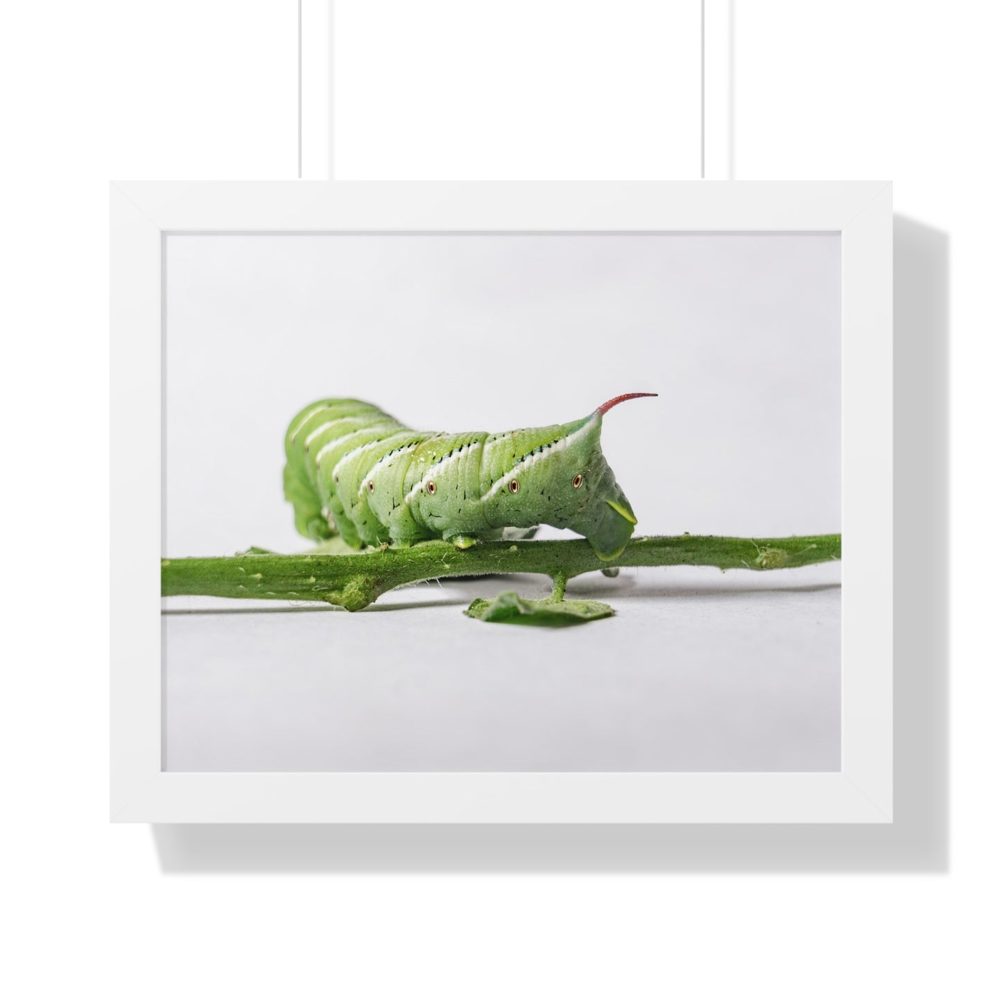 Tomato Hornworm Caterpillar Framed Matte Print