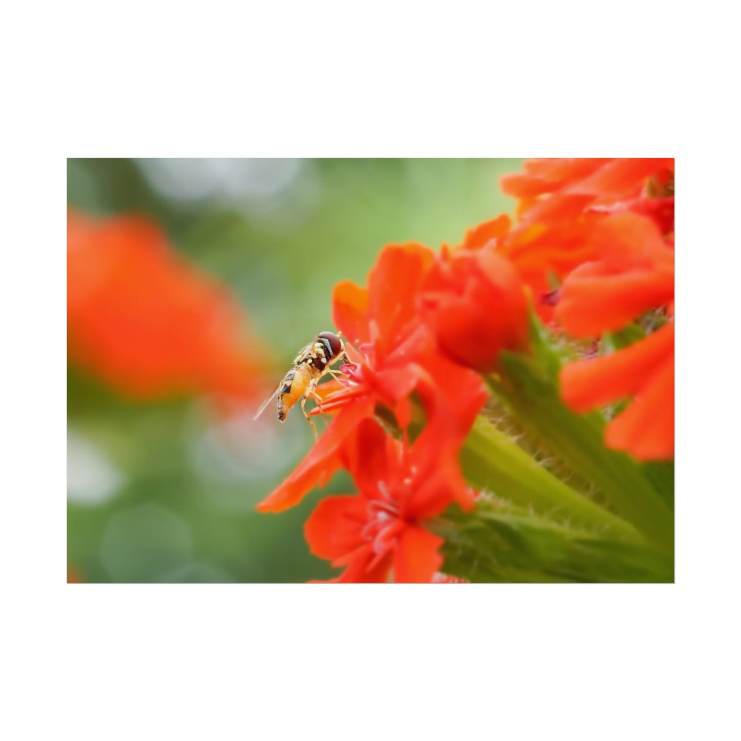 Flower Fly on Red Flowers Fine Art Print