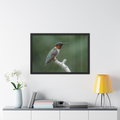 Ruby-Throated Hummingbird Framed Fine Art Photograph