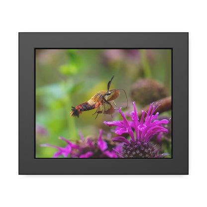 Hummingbird Moth In Flight Framed Print | Nature Photography