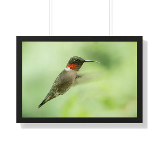 Hummingbird In-Flight Framed Matte Print