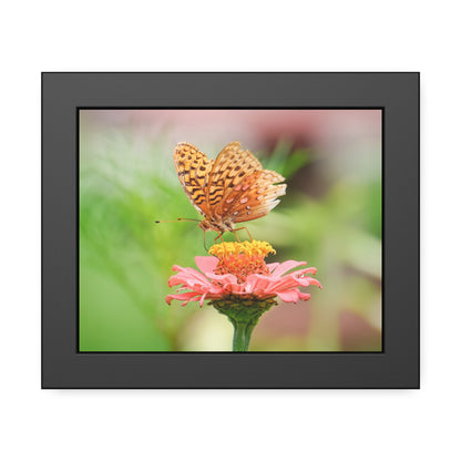 Fritillary Butterfly on Zinnia Framed Print | Nature Photography