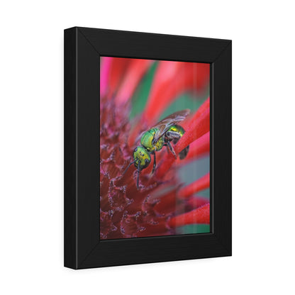 Beautiful Green Bee Framed Print | Nature Photography