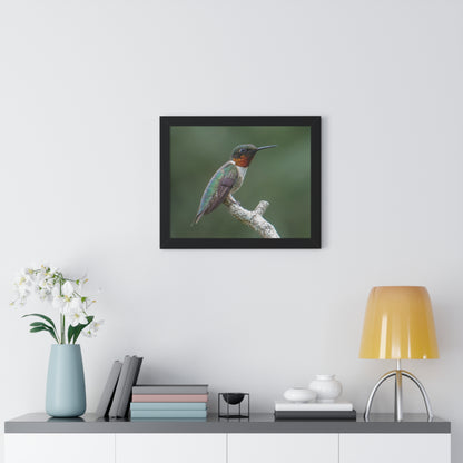 Ruby-Throated Hummingbird Framed Matte Print