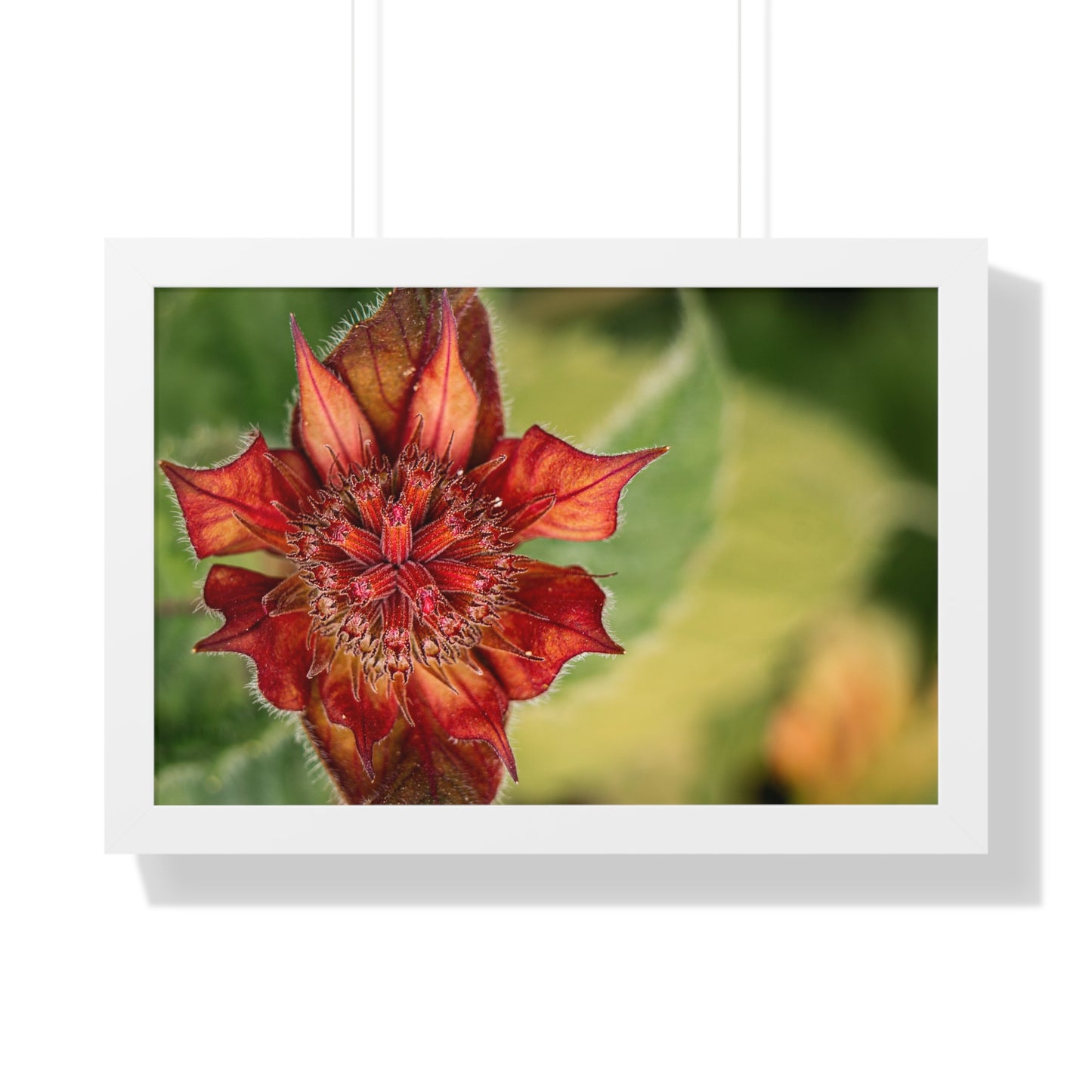 Fancy Red Bee Balm Flower Macro Framed Matte Print