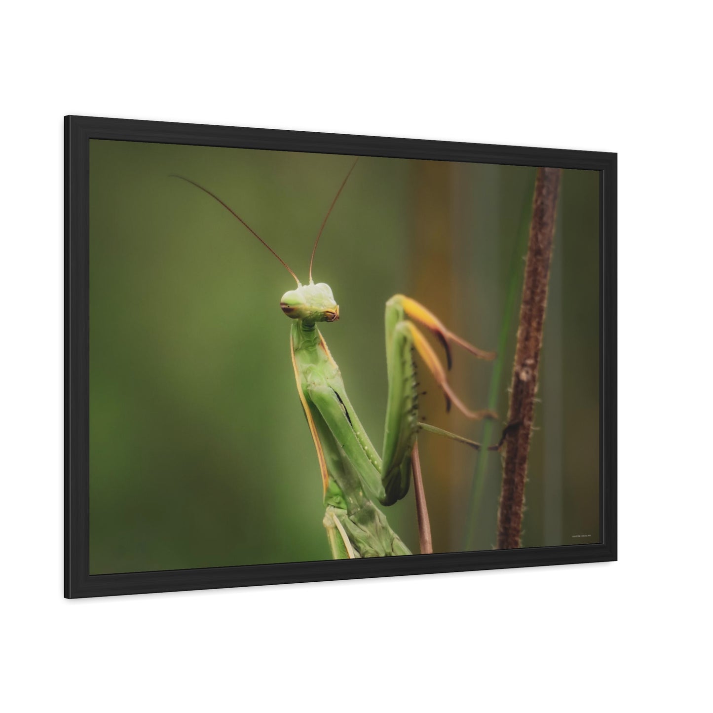 Majestic Mantis Framed Fine Art Photograph