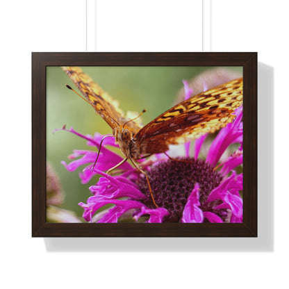 Fritillary Butterfly in Macro Framed Matte Print