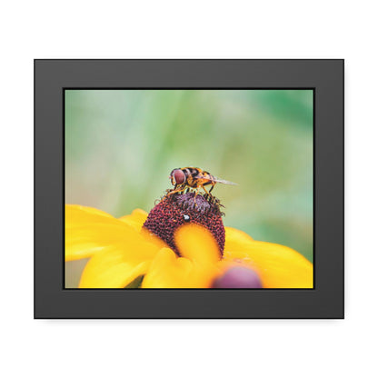 Flower Fly on Black-Eyed Susan Framed Print | Nature Photography