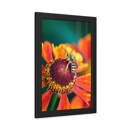 Fashionable Sweat Bee Framed Fine Art Photograph