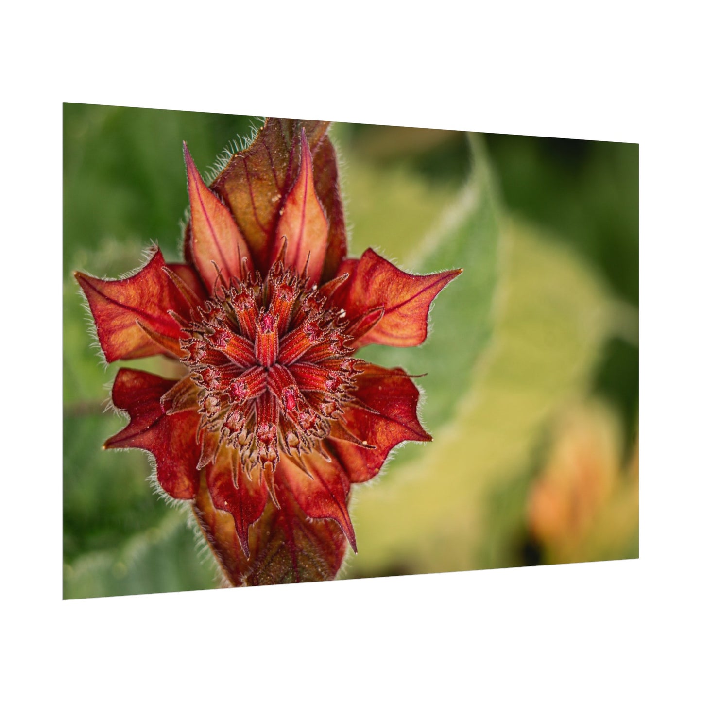 Fancy Red Bee Balm Flower Macro Fine Art Print