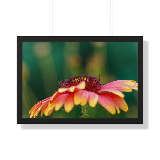 Fancy Macro Daisy Framed Matte Print