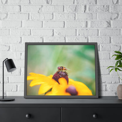 Flower Fly on Black-Eyed Susan Framed Print | Nature Photography