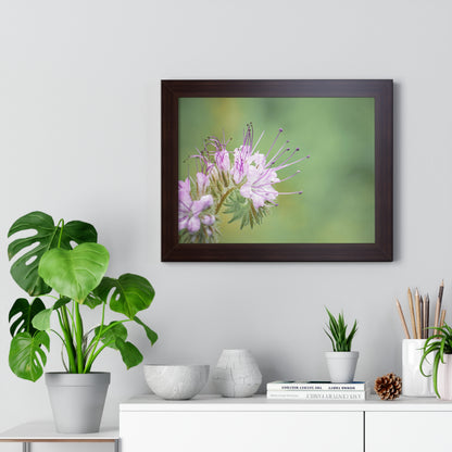 Macro Purple Wildflowers Framed Matte Print