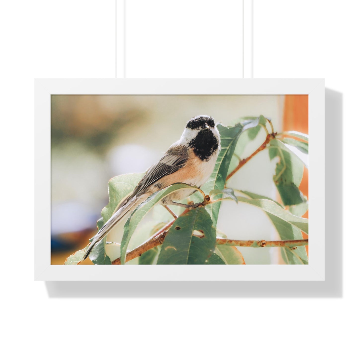 Black-Capped Chickadee Framed Matte Print