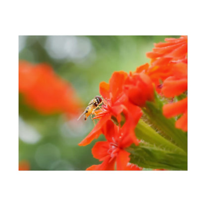 Flower Fly on Red Flowers Fine Art Print