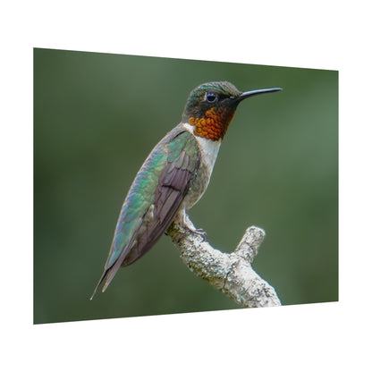 Ruby-Throated Hummingbird Fine Art Print