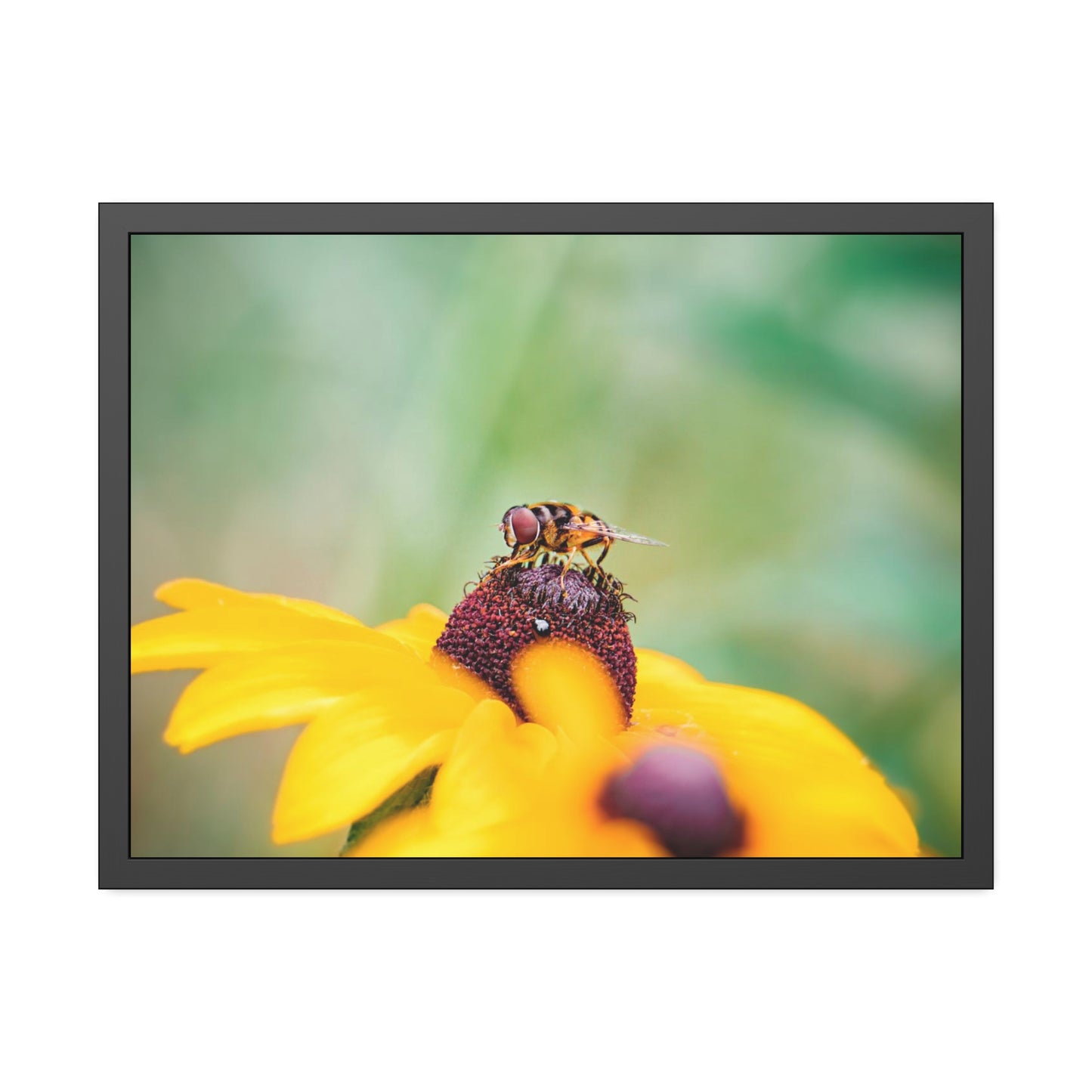 Flower Fly on Black-Eyed Susan Framed Print | Nature Photography