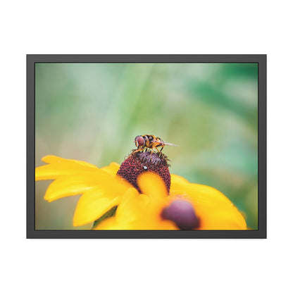 Flower Fly on Black-Eyed Susan Framed Print | Nature Photography