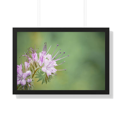 Macro Purple Wildflowers Framed Matte Print